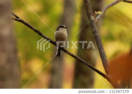 A long-tailed tit, a small bird with a body resembling a rolled up cotton ball and a long tail, perched on the tip of a branch on a plateau of autumn leaves. A long-tailed tit, a small bird with a body resembling a rolled up cotton ball and a long tail, perched on the tip of a branch on a plateau of autumn leaves. 132367379