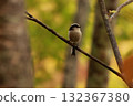 A long-tailed tit, a small bird with a body resembling a rolled up cotton ball and a long tail, perched on the tip of a branch on a plateau of autumn leaves. 132367380
