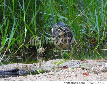 A young Japanese night heron appears near the water 132367412