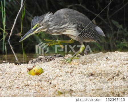 A young Japanese night heron walking along the shore 132367413