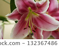 oriental hybrid lilies bloom with pink petals and sweet fragrance 132367486