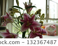 oriental hybrid lilies bloom with pink petals and sweet fragrance 132367487