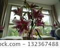 oriental hybrid lilies bloom with pink petals and sweet fragrance 132367488