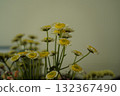 daisy like flowers bloom with gentle joy and soft renewal energy 132367490