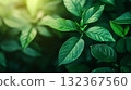 Nature of green plant leaf background. 132367560