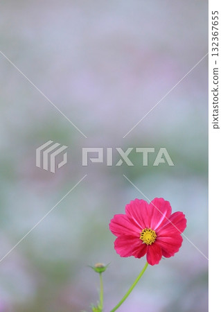 秋天的波斯菊 秋天的波斯菊 132367655