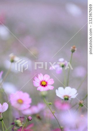 秋天的波斯菊 秋天的波斯菊 132367669