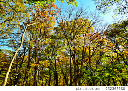 Oku-Nikko Autumn Leaves, Odashirogahara Oku-Nikko Autumn Leaves, Odashirogahara 132367688