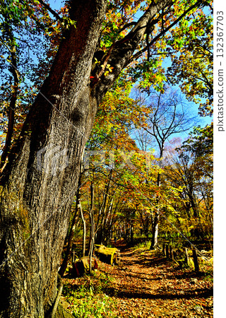 Oku-Nikko Autumn Leaves, Odashirogahara Oku-Nikko Autumn Leaves, Odashirogahara 132367703