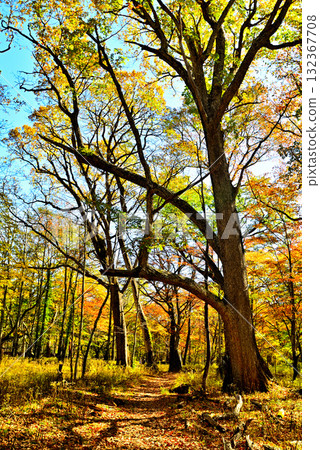 Oku-Nikko Autumn Leaves, Odashirogahara Oku-Nikko Autumn Leaves, Odashirogahara 132367708