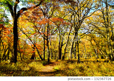 Oku-Nikko Autumn Leaves, Odashirogahara 132367726