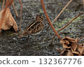 A long-billed snipe, a member of the ground snipe family, in a lotus field in late autumn 132367776