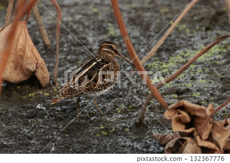 深秋時節，蓮花田裡的一隻長嘴鷸（地鷸科的一種） 132367776