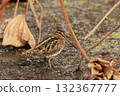 A long-billed snipe, a member of the ground snipe family, in a lotus field in late autumn 132367777