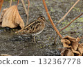A long-billed snipe, a member of the ground snipe family, in a lotus field in late autumn 132367778