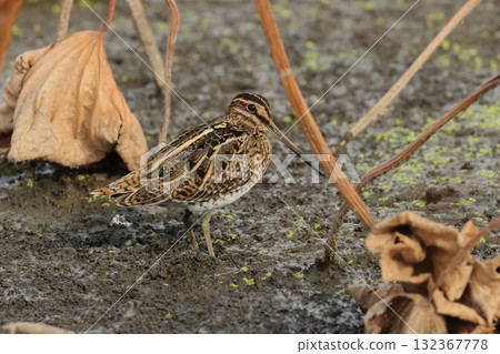 A long-billed snipe, a member of the ground snipe family, in a lotus field in late autumn 132367778
