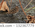 A long-billed snipe, a member of the ground snipe family, in a lotus field in late autumn 132367779