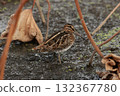 A long-billed snipe, a member of the ground snipe family, in a lotus field in late autumn 132367780