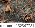 A long-billed snipe, a member of the ground snipe family, in a lotus field in late autumn 132367781