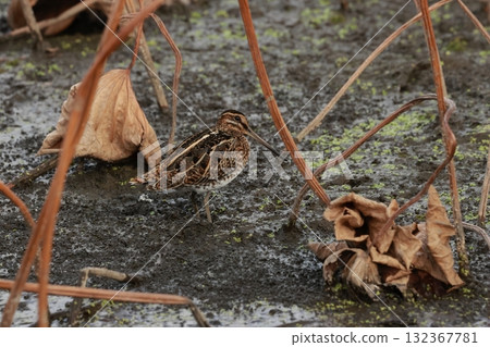 深秋時節，蓮花田裡的一隻長嘴鷸（地鷸科的一種） 132367781