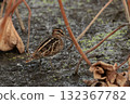 A long-billed snipe, a member of the ground snipe family, in a lotus field in late autumn 132367782