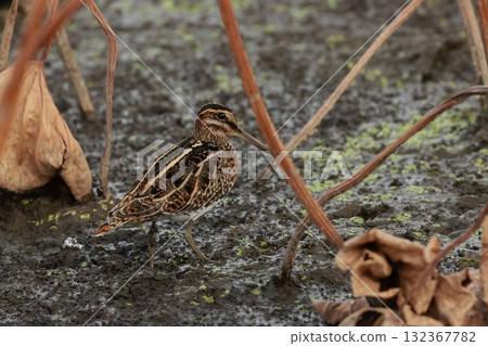 A long-billed snipe, a member of the ground snipe family, in a lotus field in late autumn 132367782