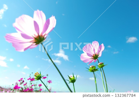 A clear autumn sky and a cosmos field 132367784