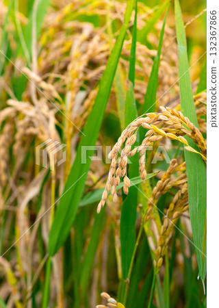 Rice. A large area of rice seedlings growing in the fields of Korea. Rice. A large area of rice seedlings growing in the fields of Korea. 132367866