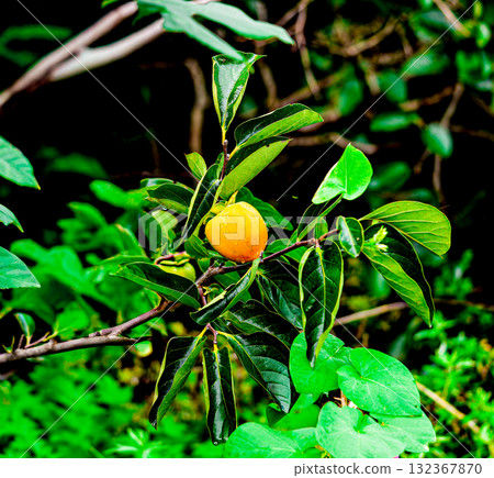 Persimmon tree with Ripe orange persimmons fruit in autumn garden in Korea Persimmon tree with Ripe orange persimmons fruit in autumn garden in Korea 132367870