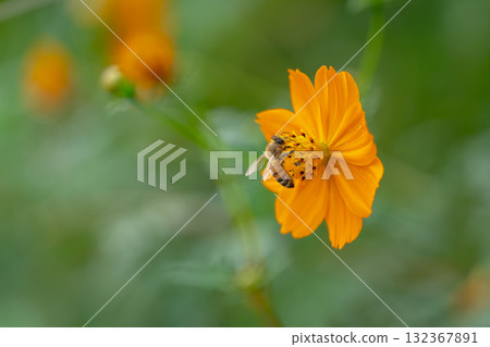 蜜蜂從Kibanakosmos吮吸蜂蜜 蜜蜂從Kibanakosmos吮吸蜂蜜 132367891