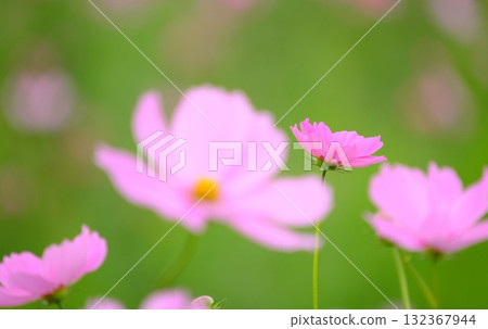 Close-up of pink cosmos Close-up of pink cosmos 132367944