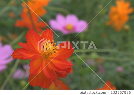 Orange and pink flowers blooming in a cosmos field 132367956