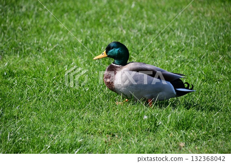 愛情花園裡的鴨子 132368042