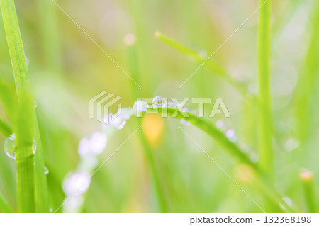 晨露在陽光下閃閃發光 132368198