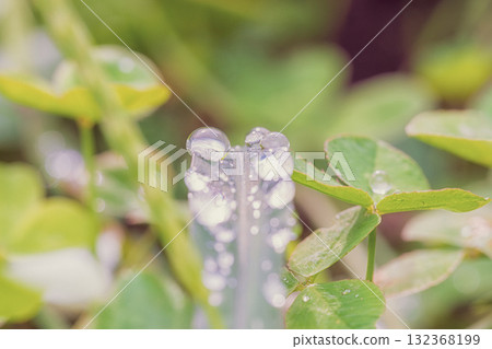 Water droplets shining in the morning sun 132368199