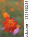 Cosmos fields are filled with pink, yellow, orange, and other colors. 132368288