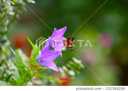 一隻繁星點點的天蛾正在吸食風鈴草的花蜜 132368289