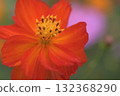Red and orange yellow cosmos flowers blooming in a cosmos field 132368290