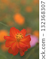 A field of blooming yellow cosmos 132368307
