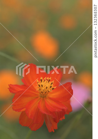 A field of blooming yellow cosmos 132368307