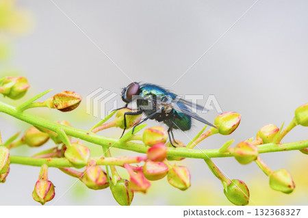 Metallic colored blowflies Metallic colored blowflies 132368327