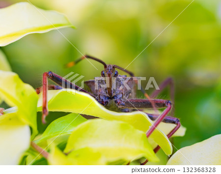 Ohtobi turtle Ohtobi turtle 132368328