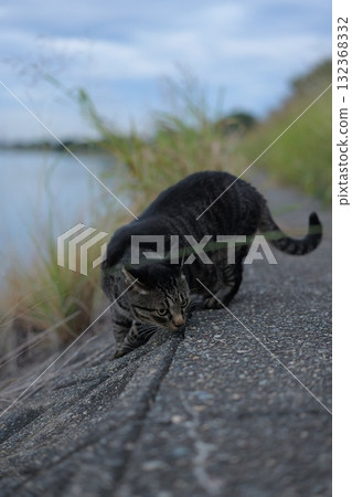 Tabby cat playing on embankment 132368332