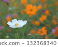 White cosmos blooming in a cosmos field 132368340