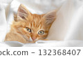 A charming ginger kitten peeks out from a white blanket 132368407