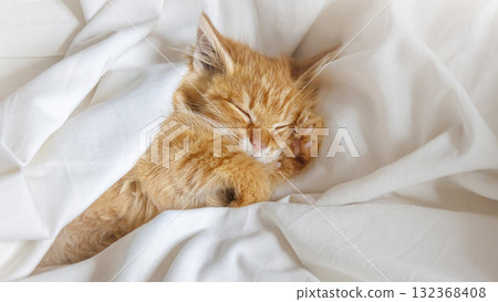 Sleeping fluffy ginger kitten in a white blanket 132368408