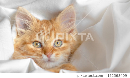 Cute ginger kitten lying comfortably in a white blanket 132368409