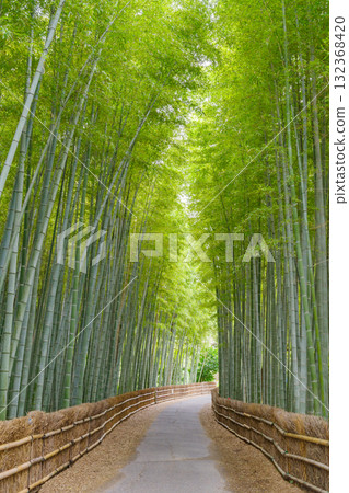 知多竹林(愛知縣知多市) 知多竹林(愛知縣知多市) 132368420