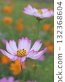 Pink and white cosmos flowers 132368604
