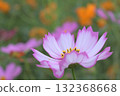Pink and white cosmos flowers 132368668